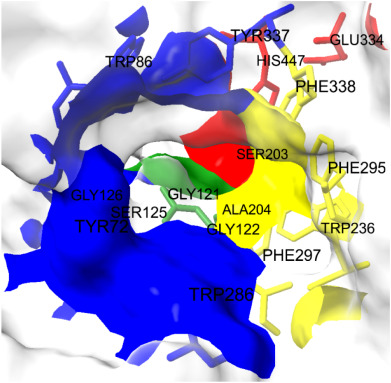 Acetylcholinesterase, Electric eel 9000-81-1
